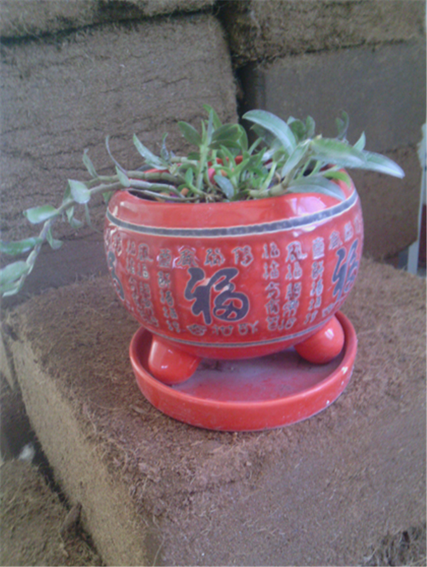 c鿴ԔϢ}Herba Dendrodii Pot Seedlings xΔ(sh)2378